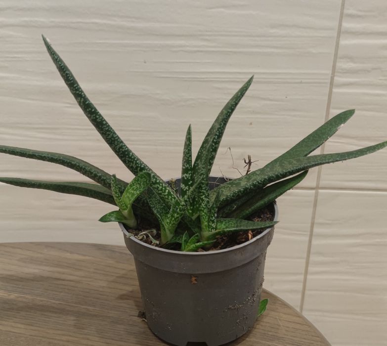 Zielone mięsiste liście w kropeczki, bardzo odporna na suszę. Gasteria