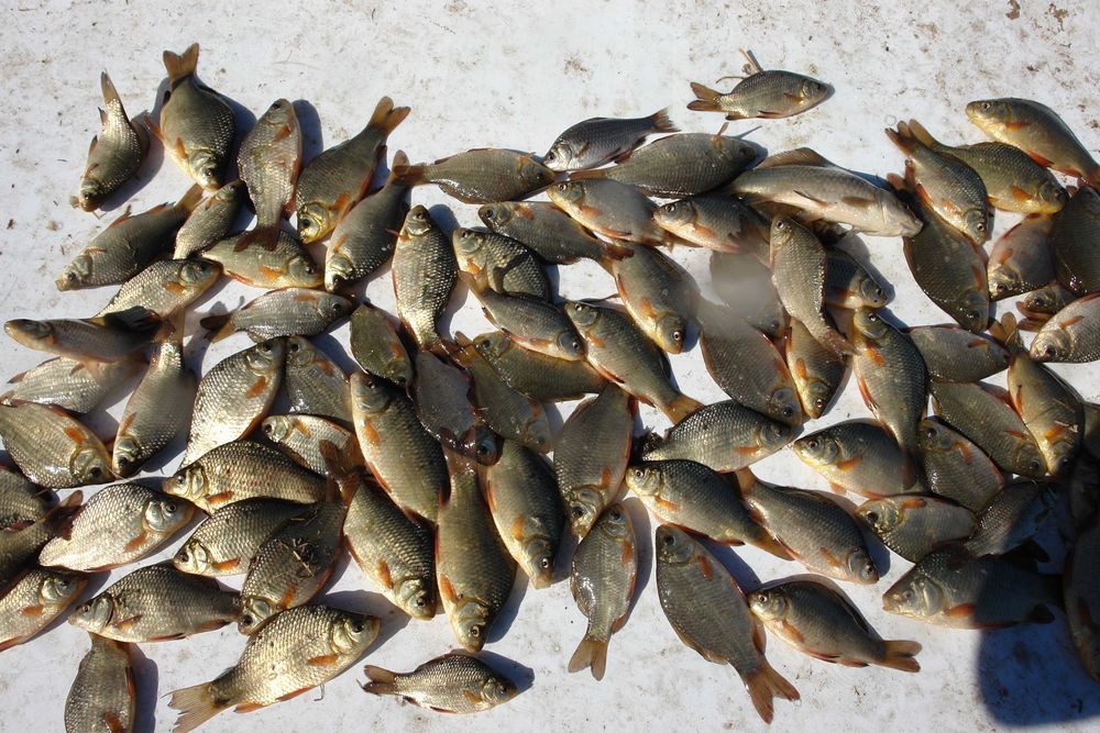 karaś narybek na żywca szczupak sum sandacz 8-15cm