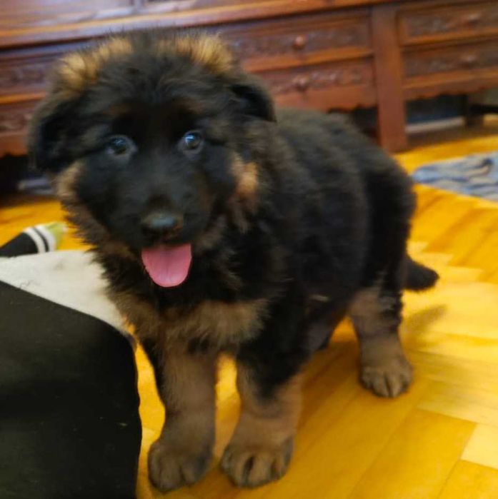 Owczarek niemiecki FCI długowłosy suczka