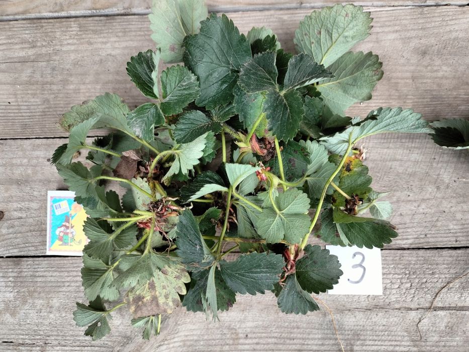 Полуниця Мармелада саджанці