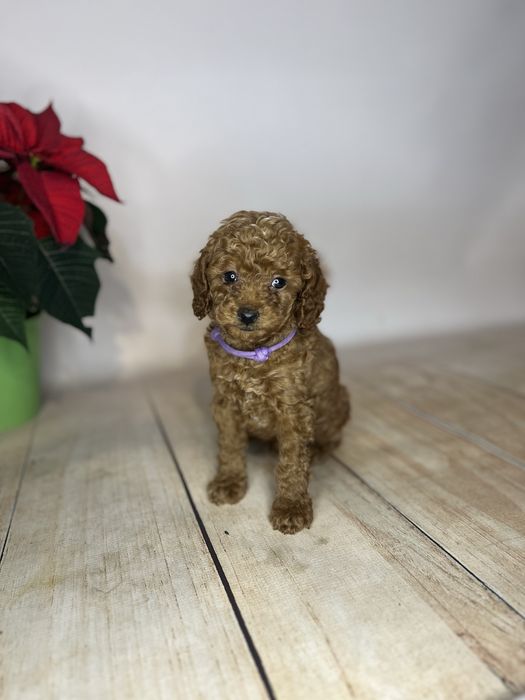 Pudel toy/miniatura chlopiec