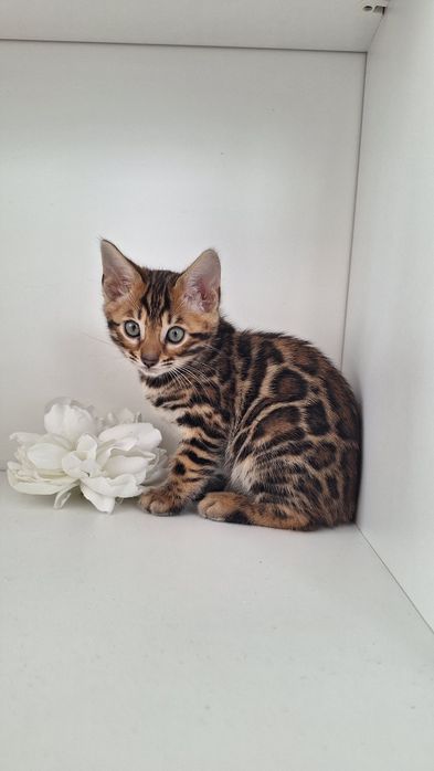 Шикарна золота дівчинка