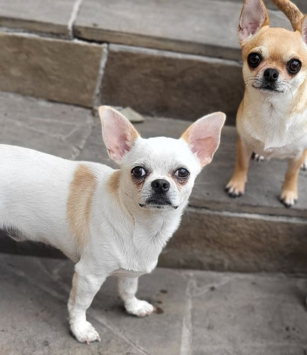 Благородный принц чихуахуа Руслан