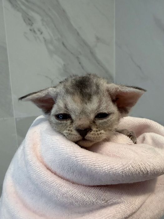 Devon rex  menina silver tabby