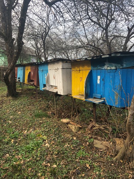 Бджолині сімʼї з вуликами або без