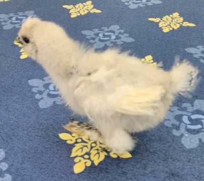 Galinhas - Padovana / Sedosas Japão - Showgirl