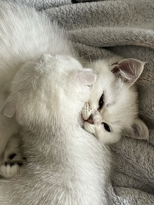 Кошенята срібна шиншила