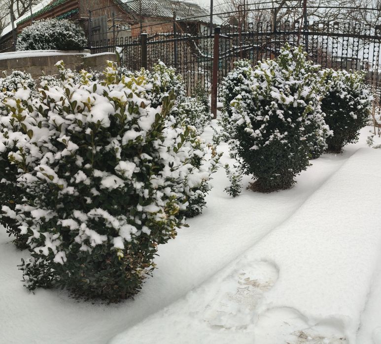 Самшит вічнозелений 2025