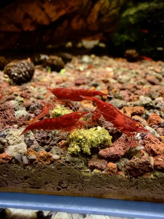 Bloody Mary Orange Eye - krewetki Neocaridina / pomarańczowe oczy
