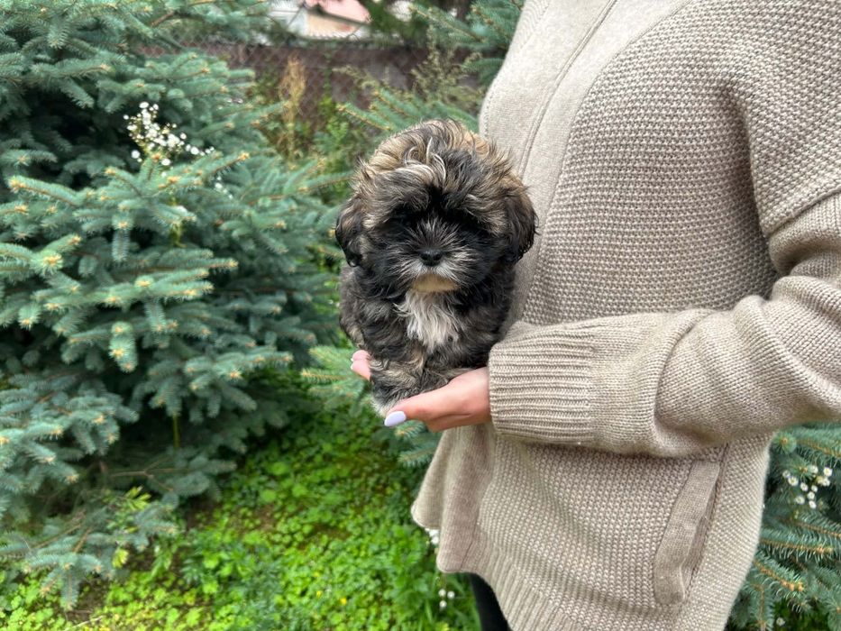 Shih tzu bursztynowy piesek !