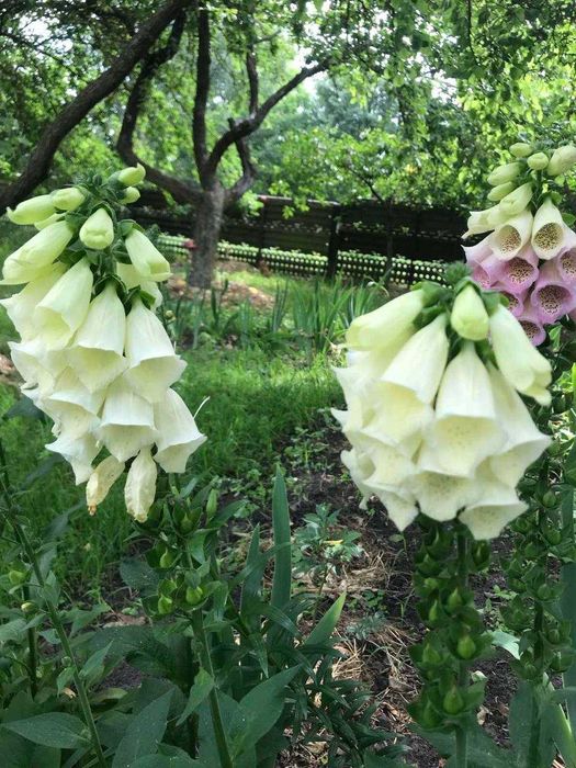 Продам дачу з великою ділянкою в селі Гірманка, Чернігівський район