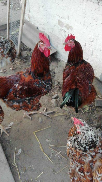 Лівенська ситцева порода курей, інкубаційне яйце, молодняк