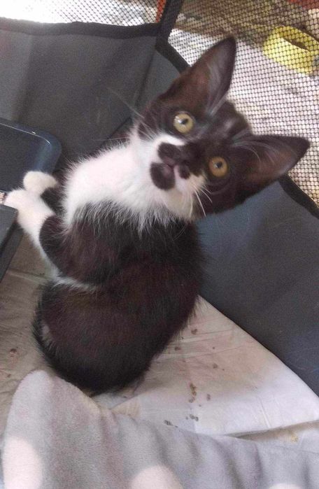 Моніка, кішка стерилізована, чудовий характер