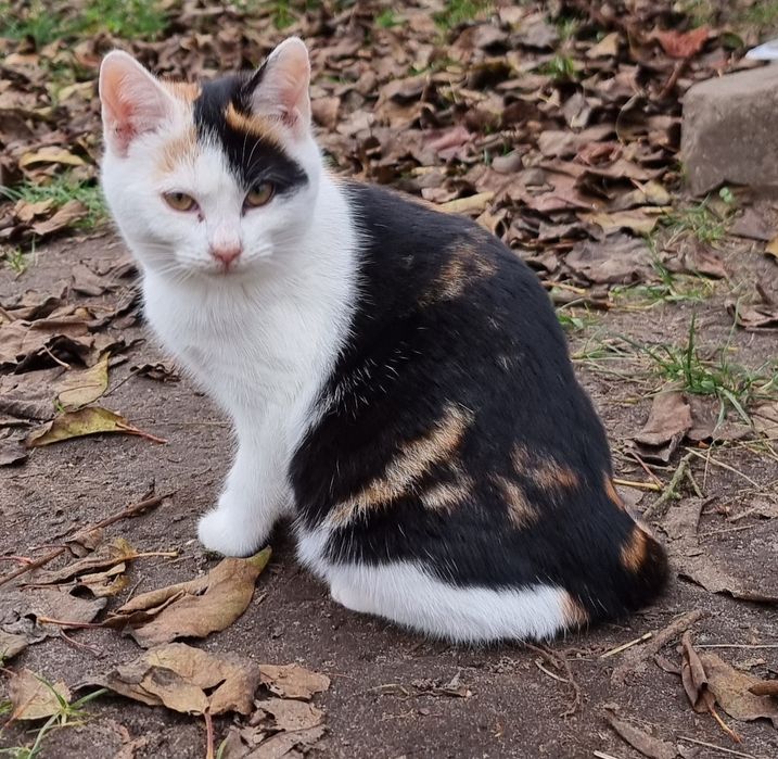 Mała Mimi szuka domu