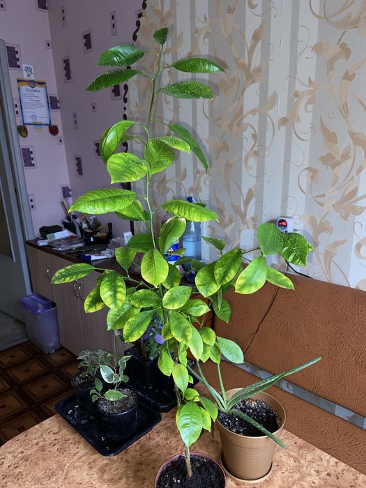 Грейпфрукт плодоносить