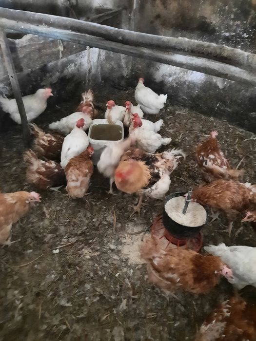 Kury nioski z jajkiem