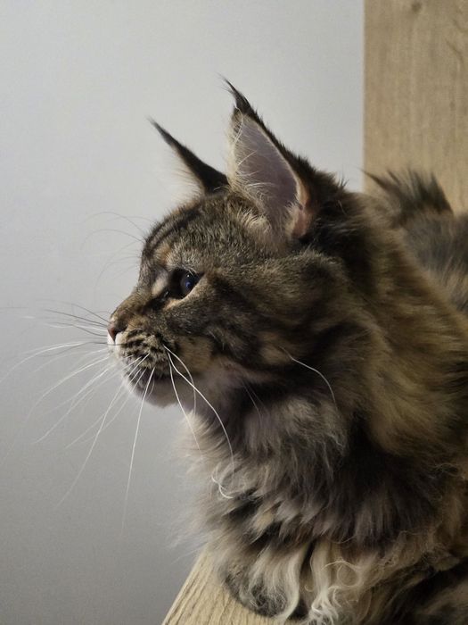 Koteczka rasy Maine Coon FPL