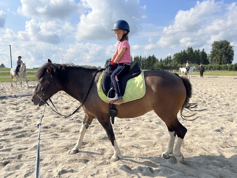 Klacz huculska 7 lat