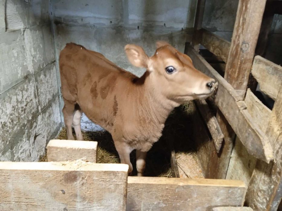 2 місячна теличку Джерсійської породи/Джерсі