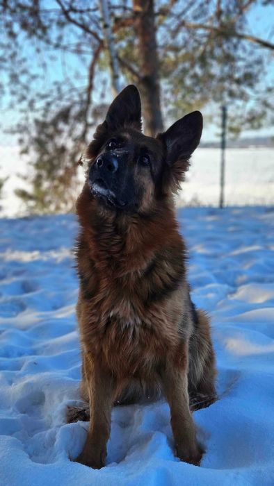 Suczka w typie owczarka niemieckiego do adopcji