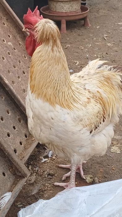 Ovos de galinha Posavina Posavina (Posavska kukmasta kokoš)
