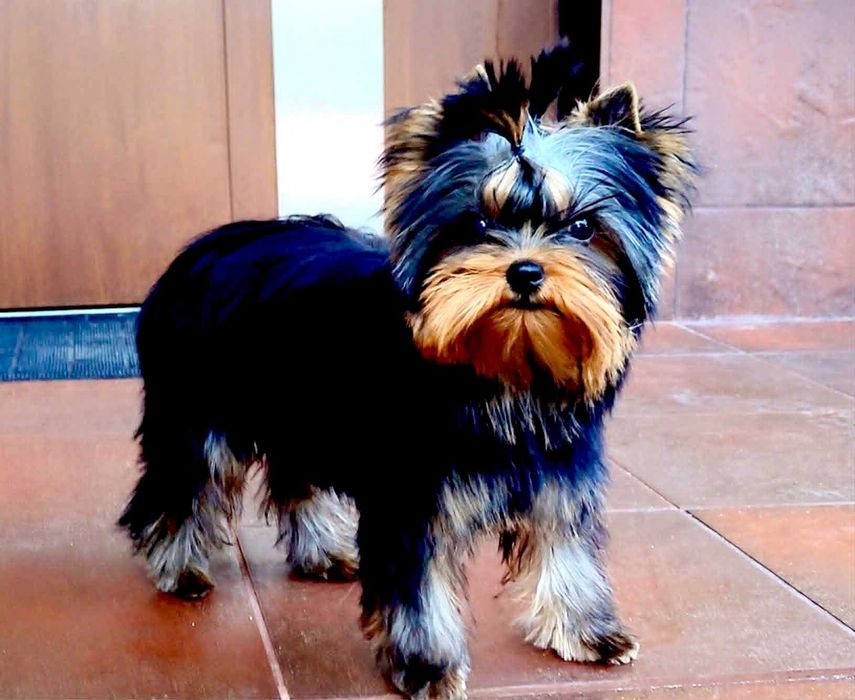 York , Yorki -  Śliczna suczka  Yorkshire Terrier  ZKwP   FCI .