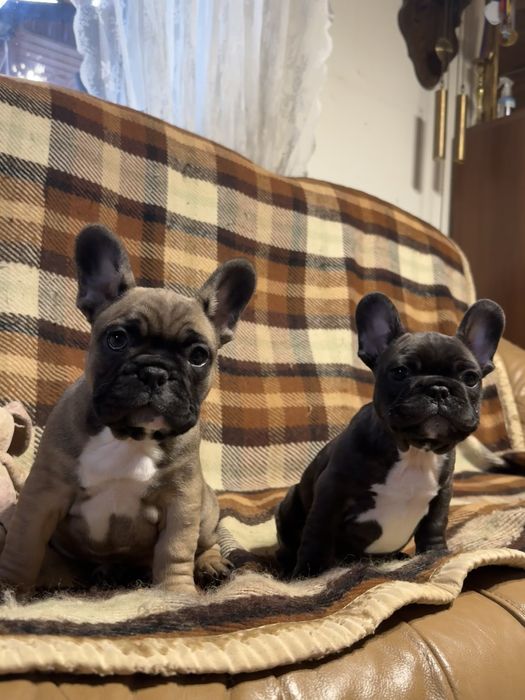 Французькі бульдоги