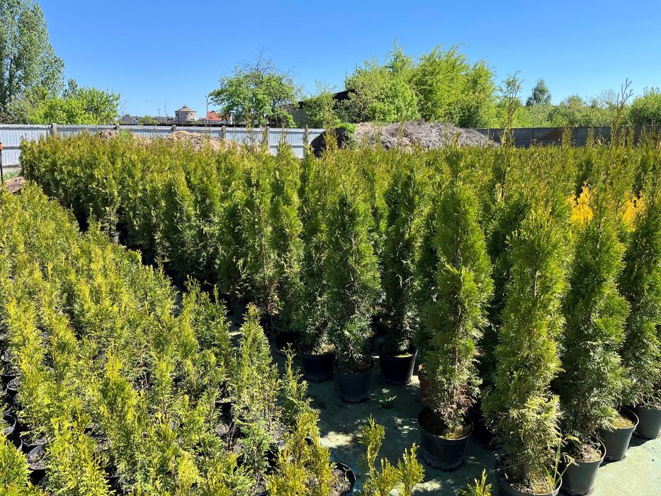 Tuja thuja szmaragd, smaragd w doniczce 50-90 cm