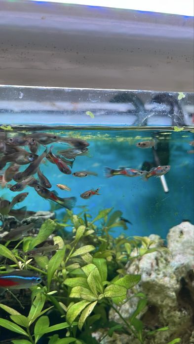 Peixes Guppys juniores