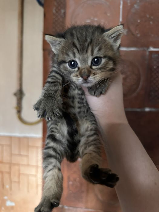 Кошенята , котики