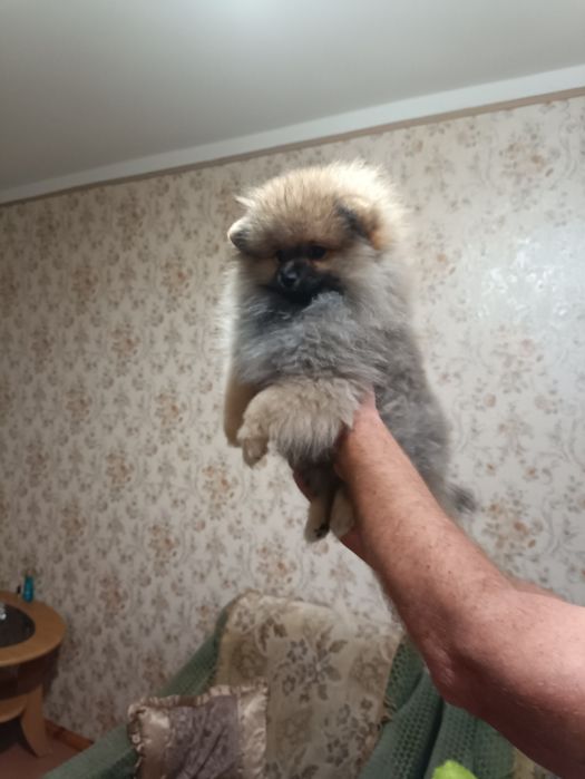 Помераньскі шпіци