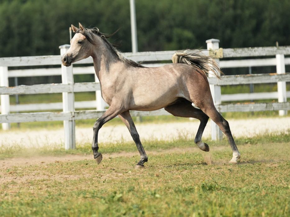Perdono KL – koń arabski – ogierek
