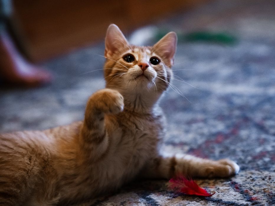 Najsłodszy tymiesieczny kocurek na świecie