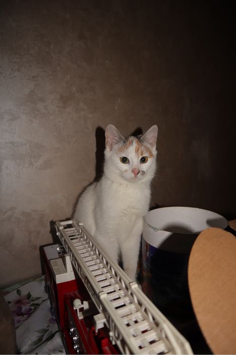 Віддамо кошеня дівчинку в хороші ручки