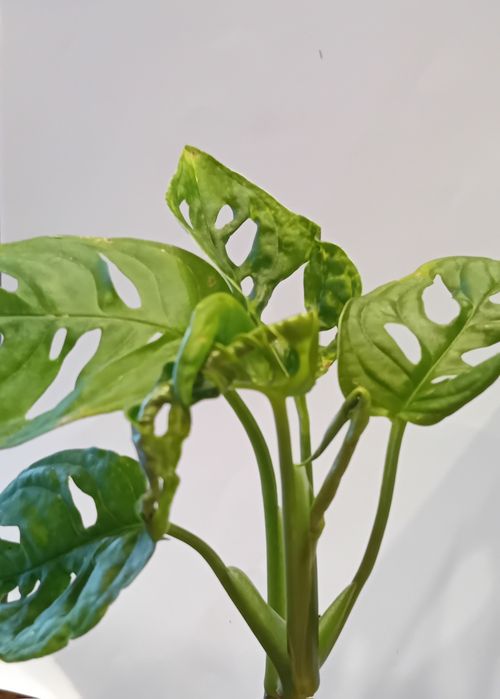 Monstera monsterki