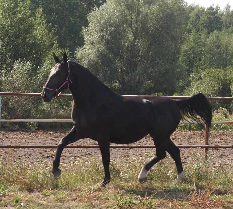 *** Młoda klacz śląska ***