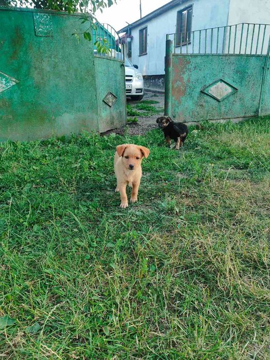 Віддамо цуценят в добрі руки