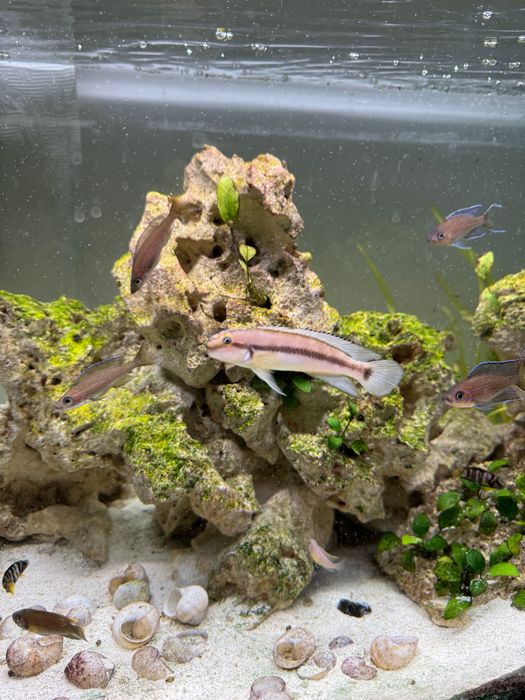 Telmatochromis vittatus Tanganika