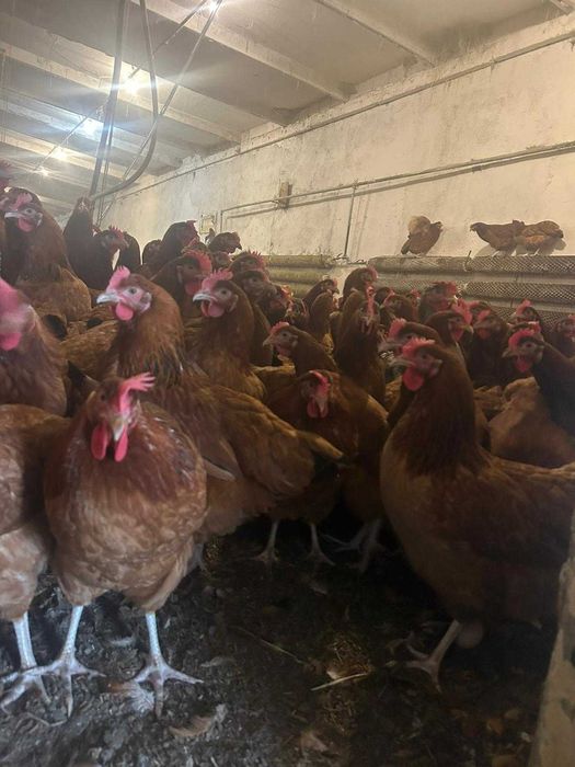 KURY NIOSKI młode Rossa messa Leghorn i inne zapraszam !!TRANSPORT !