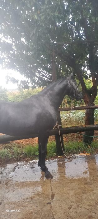 Poldro inteiro puro sangue lusitano letra S