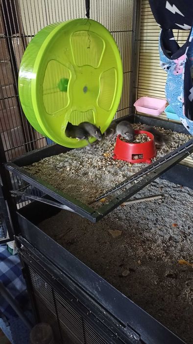 Oddam za free szczurki odmiany mieszanej