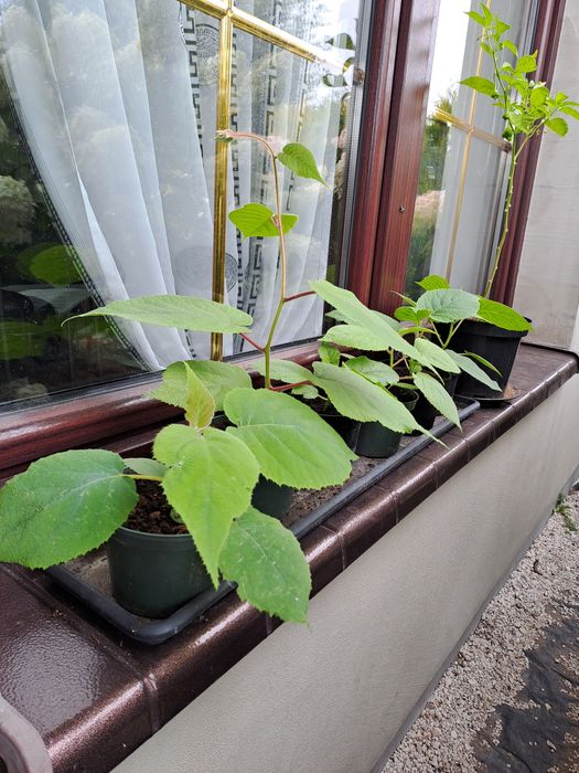 Sadzonka kiwi gold/zielone