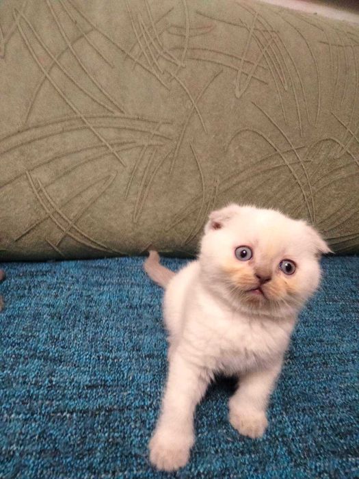 Шотландські кошенята