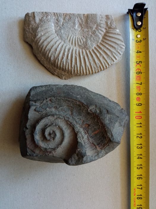 Amonit i odcisk amonitu w skale