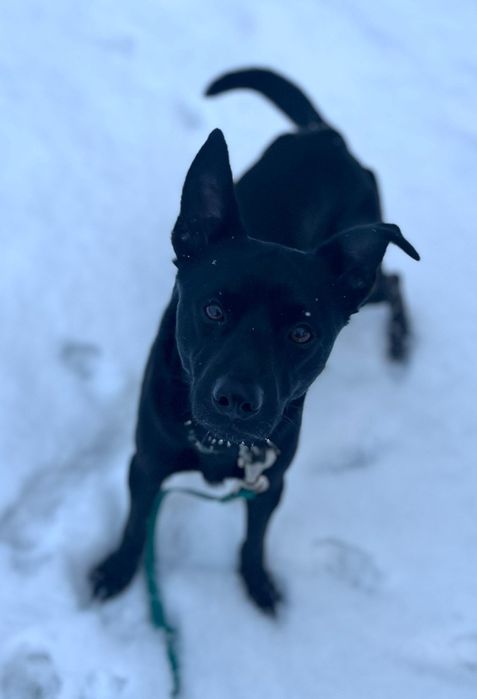 Badi sympatyczny pies do adopcji