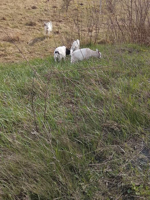 Продаються козенята,два місяці