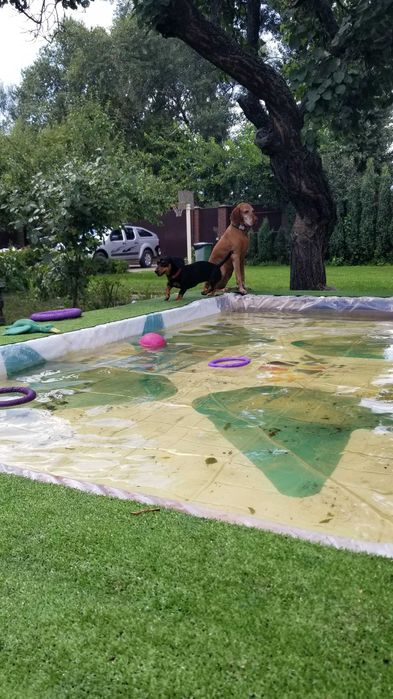 Готель для собак