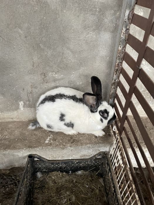 Кролик самец молодой