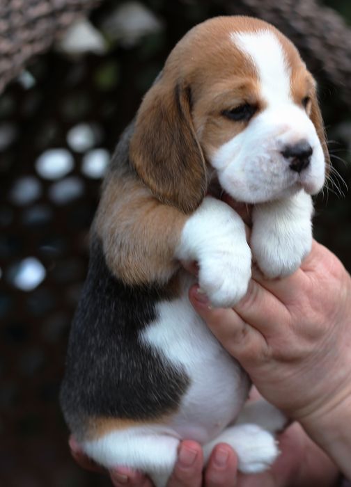 Бигль, щенки,заводчик , КСУ