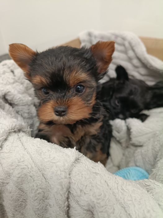 York Terrier Mini Gotowe na zmianę domu